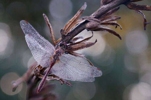 Спящая стрекоза в каплях росы