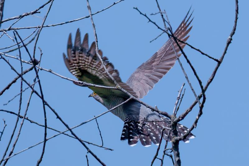 birds, wildlife,  Common Cuckoo фото превью