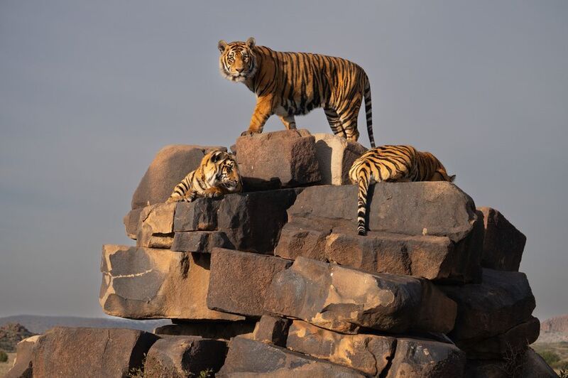 Бенгальский тигр, Африка, ЮАР  фото превью