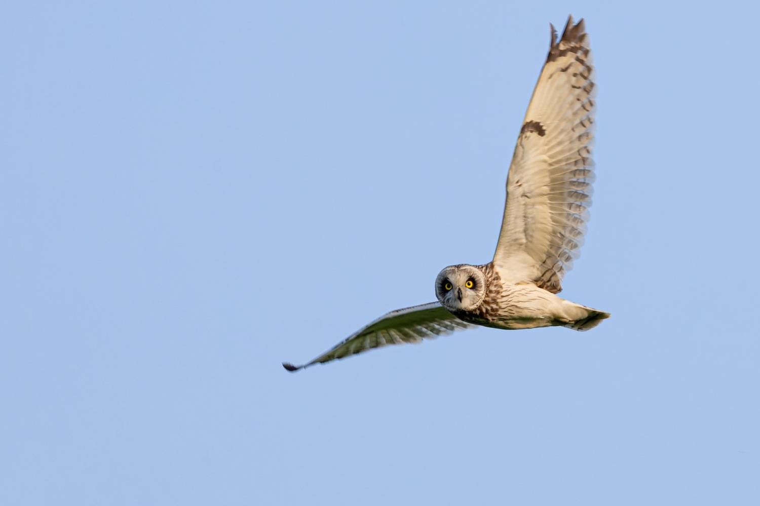 Болотная сова, сова, птицы, Руслан Pl