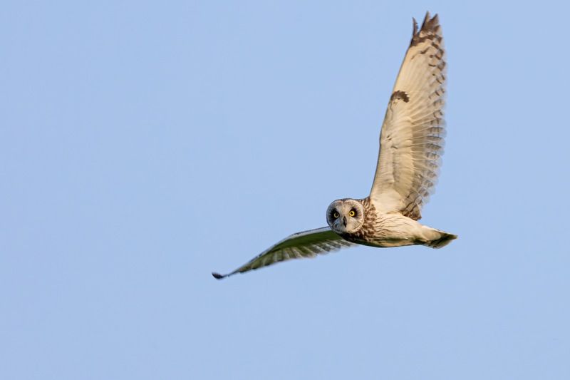 Болотная сова, сова, птицы Болотная сова фото превью