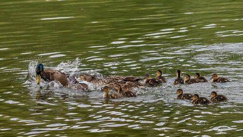 Мать защитница