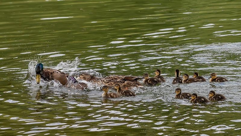утята, утка, селезень, пруд Мать защитница фото превью