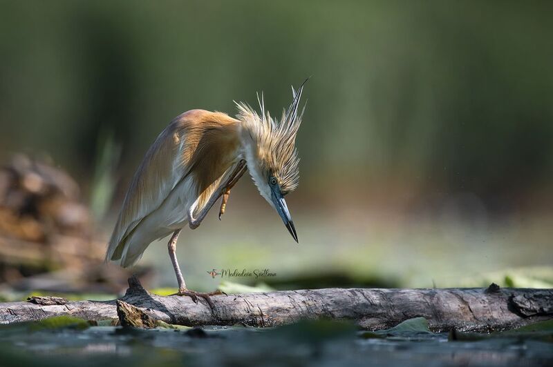 Цапель в брачном наряде. фото превью