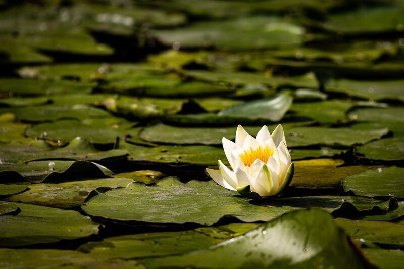 Кувшинки (Nymphaéa álba) фото превью