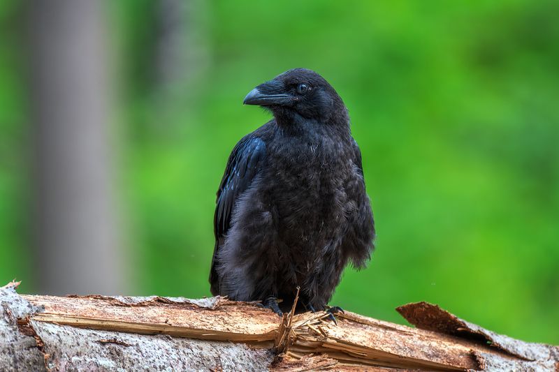 пермский край, птицы, ворон, черный ворон, фотоохота Черный ворон фото превью