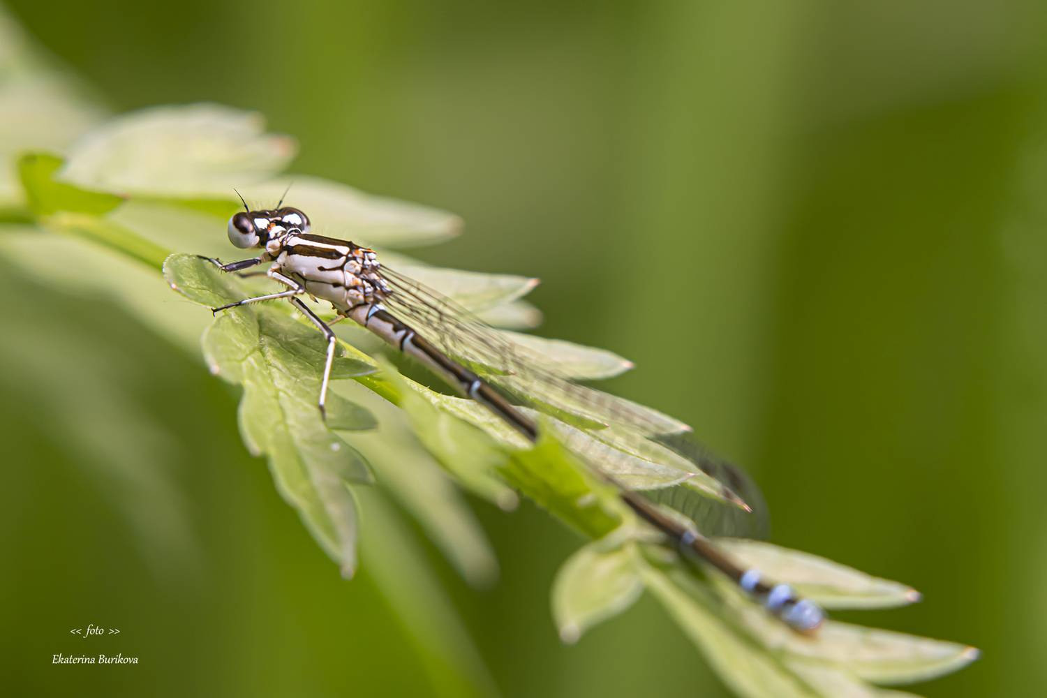 , Бурикова Екатерина