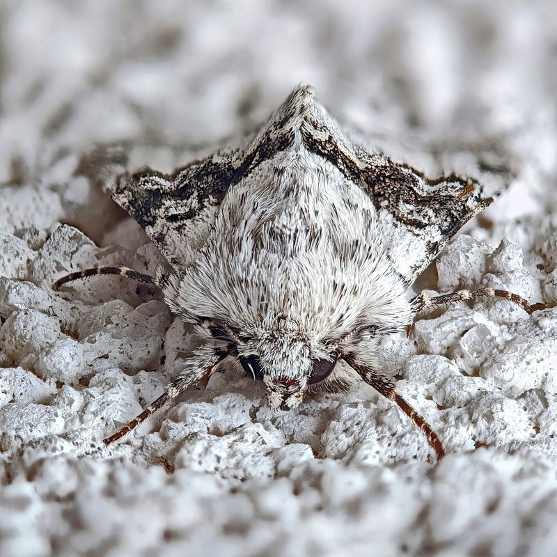 Nola aerugula1 фото превью