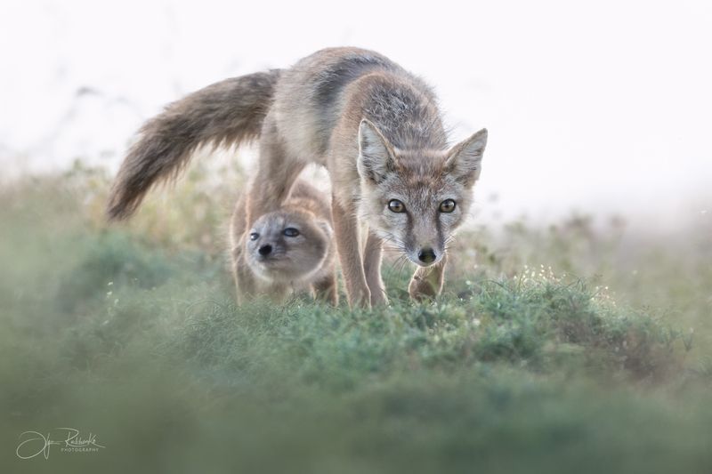 корсак, калмыкия, степная лиса, корсачонок, дикая природа, wildanimals, корсачата, vilpus corsac, corsac  фото превью