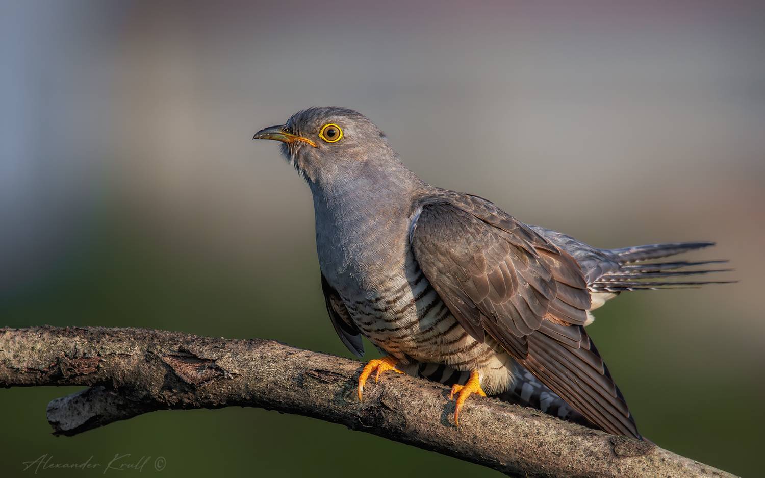 кукушка, обыкновенная кукушка, cuculus canorus, Круль Александр