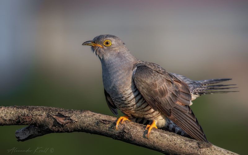 кукушка, обыкновенная кукушка, cuculus canorus Кукухин портрет фото превью