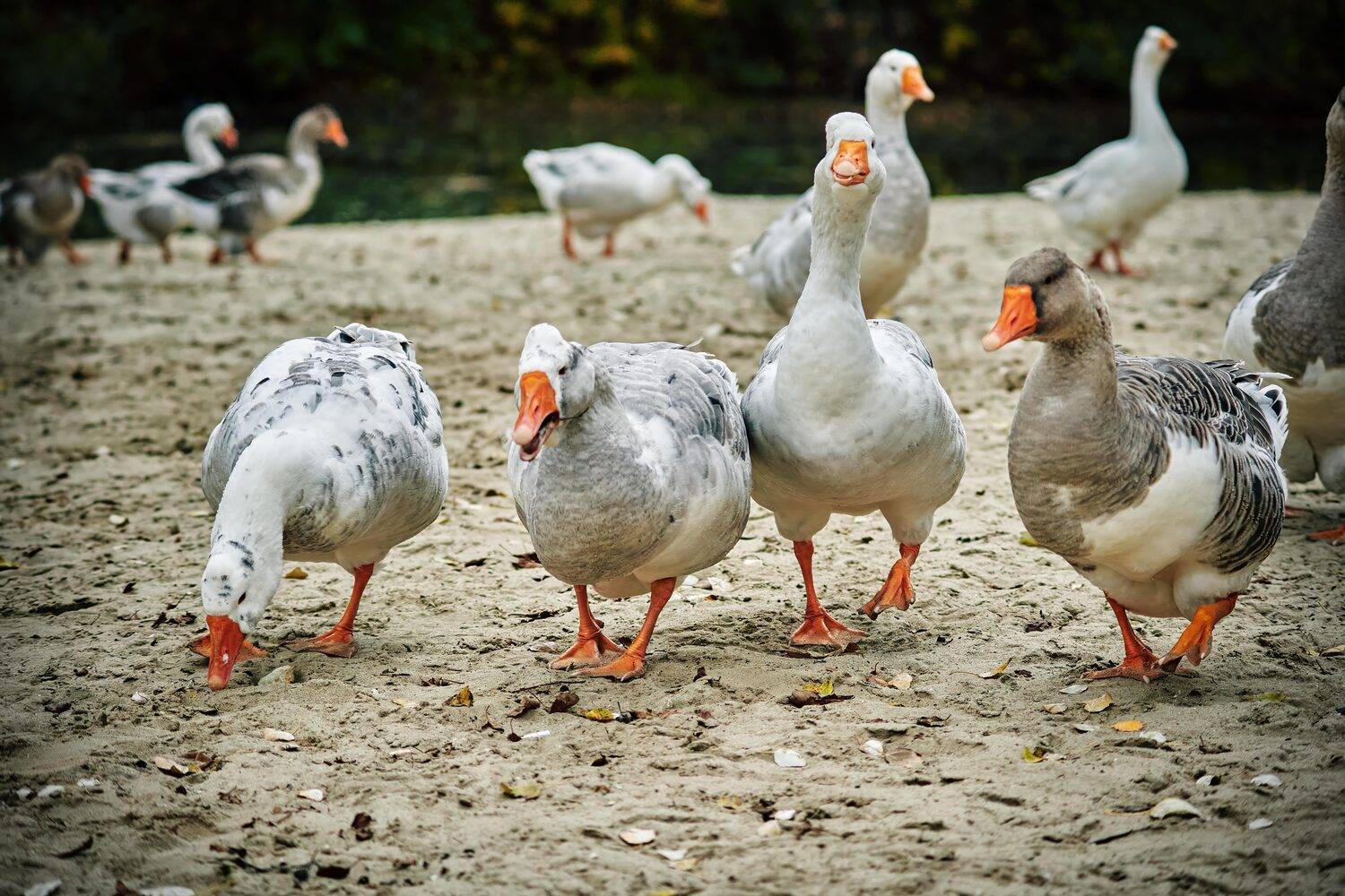 пляж, песок, птицы, гуси, река, природа, Михаил Кудрявцев