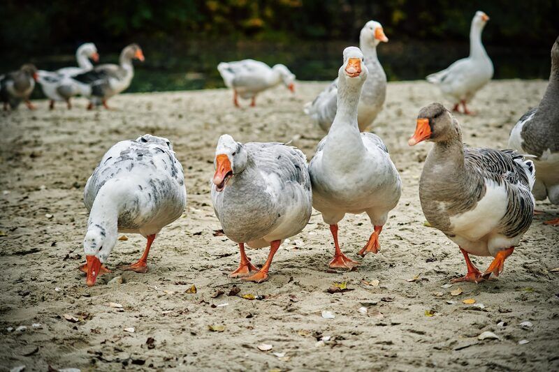 пляж, песок, птицы, гуси, река, природа Банда фото превью