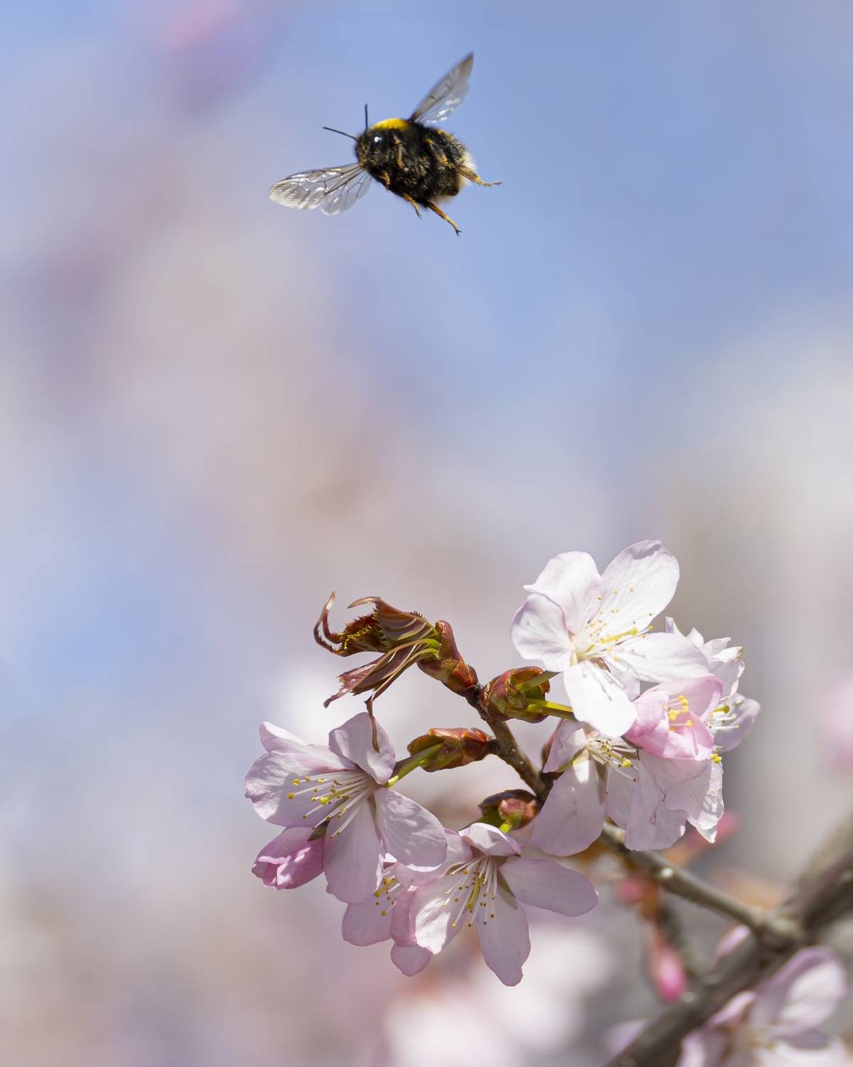 сакура, шмель, весна, цветение, цветущая сакура, Руслан Pl