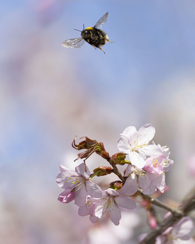 сакура, шмель, весна, цветение, цветущая сакура  фото превью