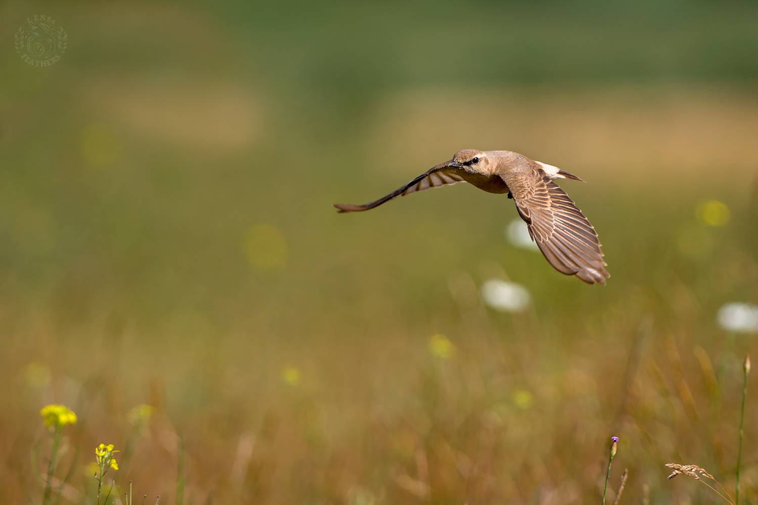 , Евгени Стефанов