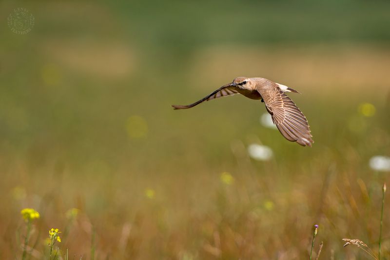 Северная каменка -Lens and Feathers фото превью