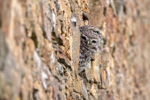Little Owl
