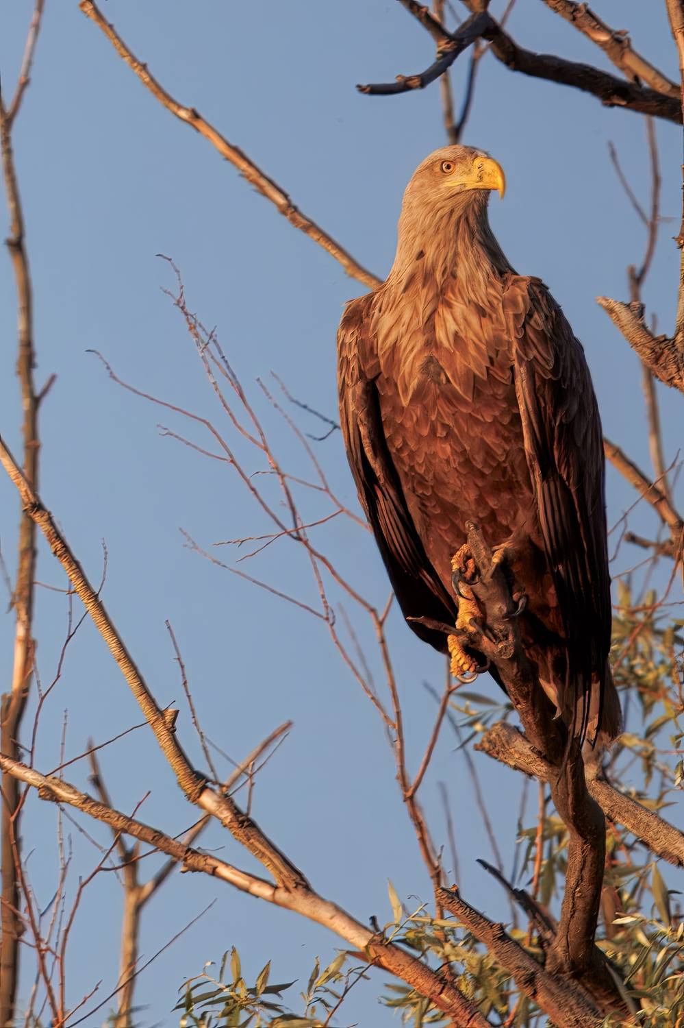 , Александр Шандов
