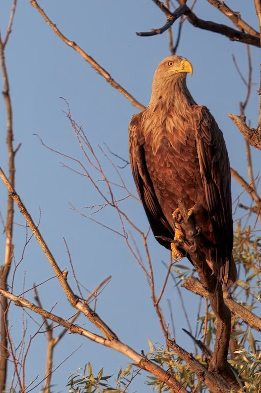 Орлан фото превью