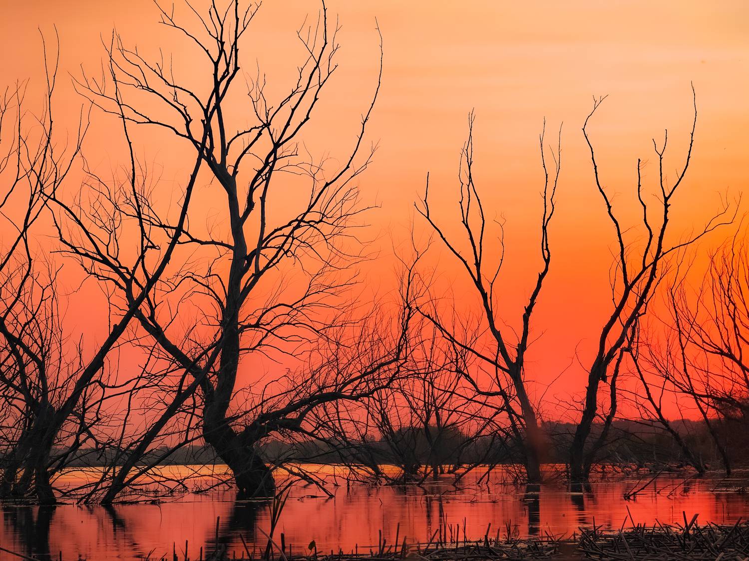 , Елена Литовская