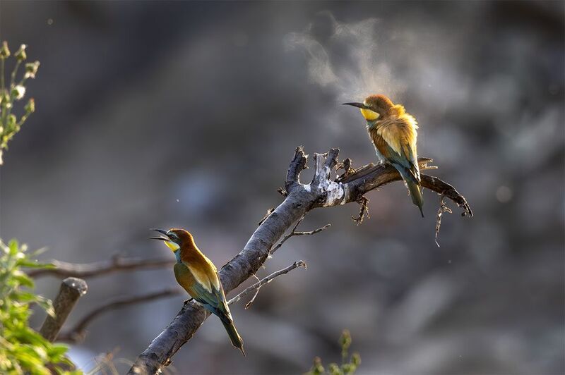 *** фото превью