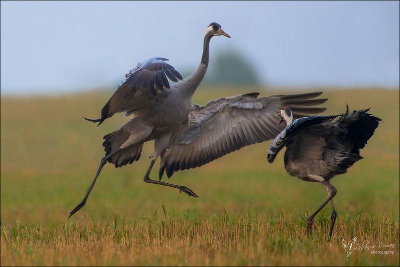 В гневе ...  фото превью