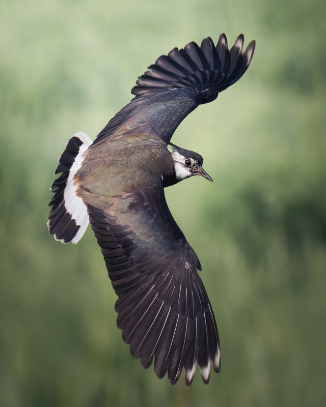 Чибис (Vanellus vanellus) фото превью