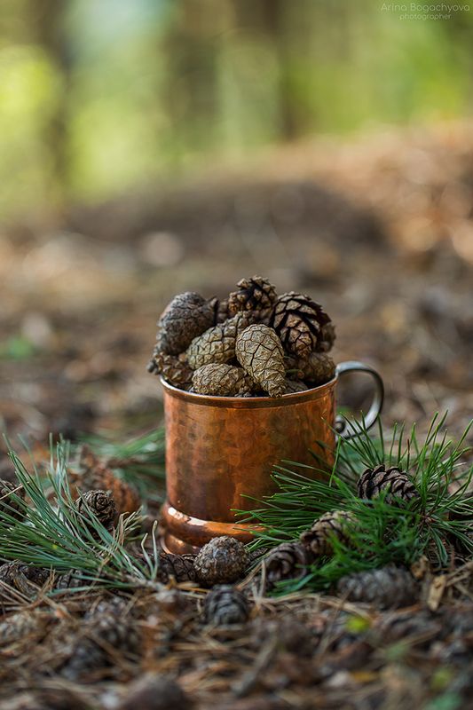 Про лесные шишки...) фото превью