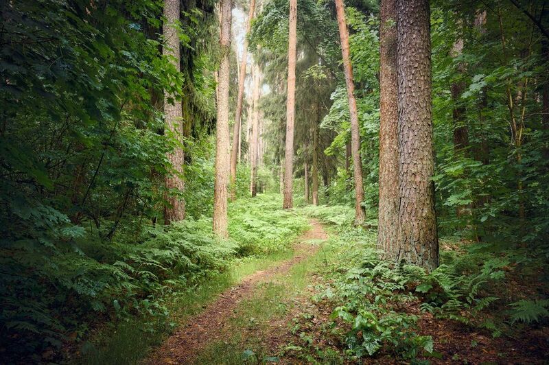 лес, деревья, листва, свет После летнего дождя фото превью