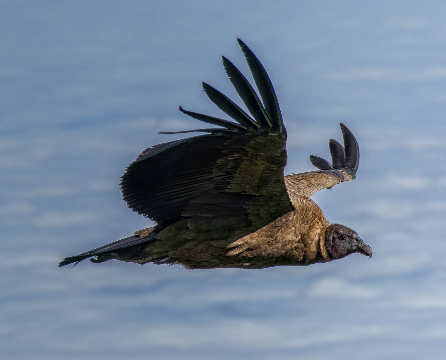 , RODRIGUEZ PROST JULIO