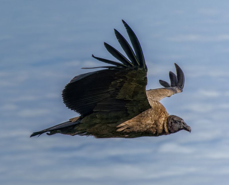 Condor Juvenil фото превью