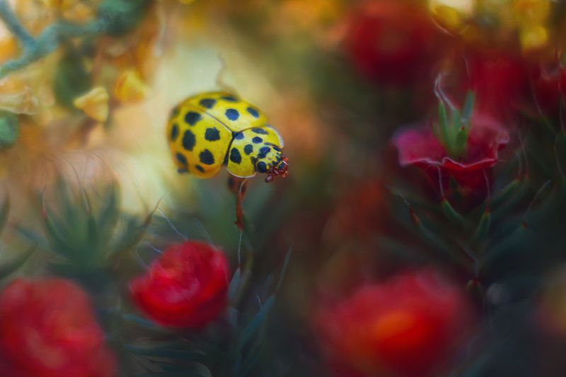 По листьям без отдыха ползают крошки - Всё ищут бесследно пропавшие рожки фото превью