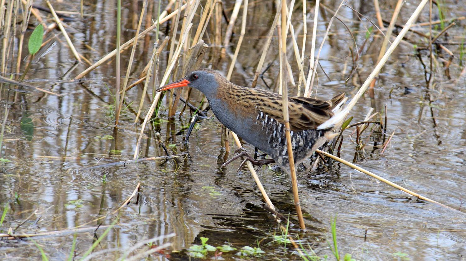 , Неверова Наталья