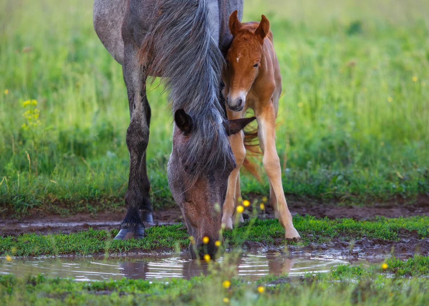 , Никитин Алексей