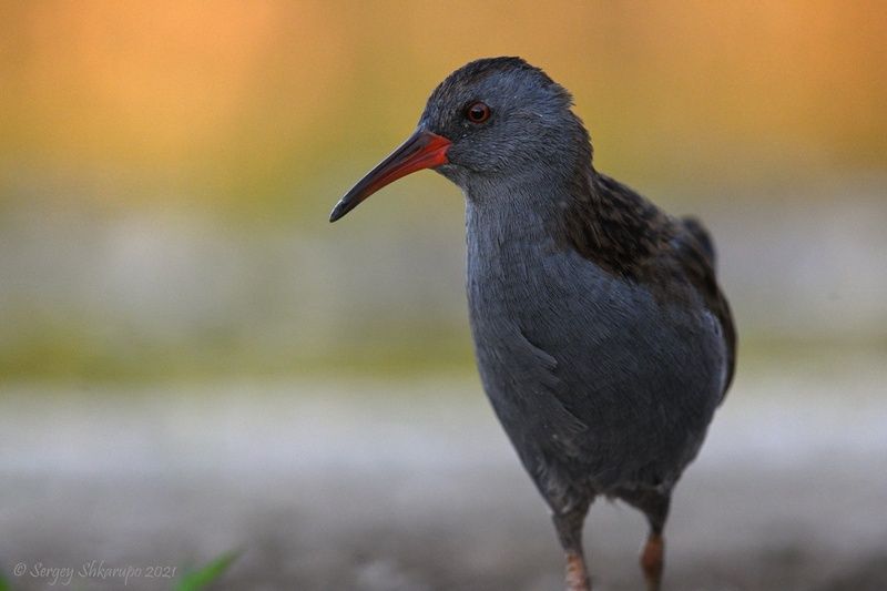 Сумеречный пастушок фото превью