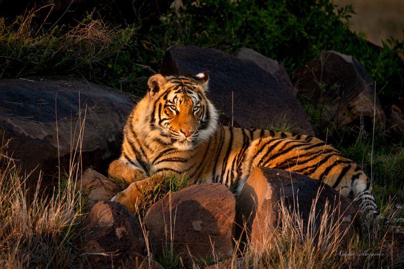 Территория хищников... фото превью