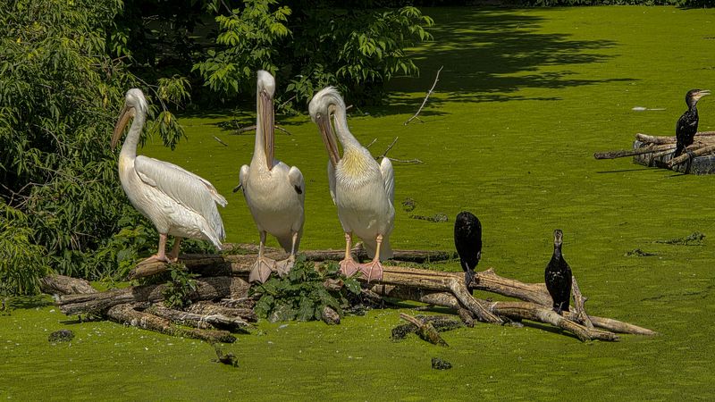 ****** фото превью