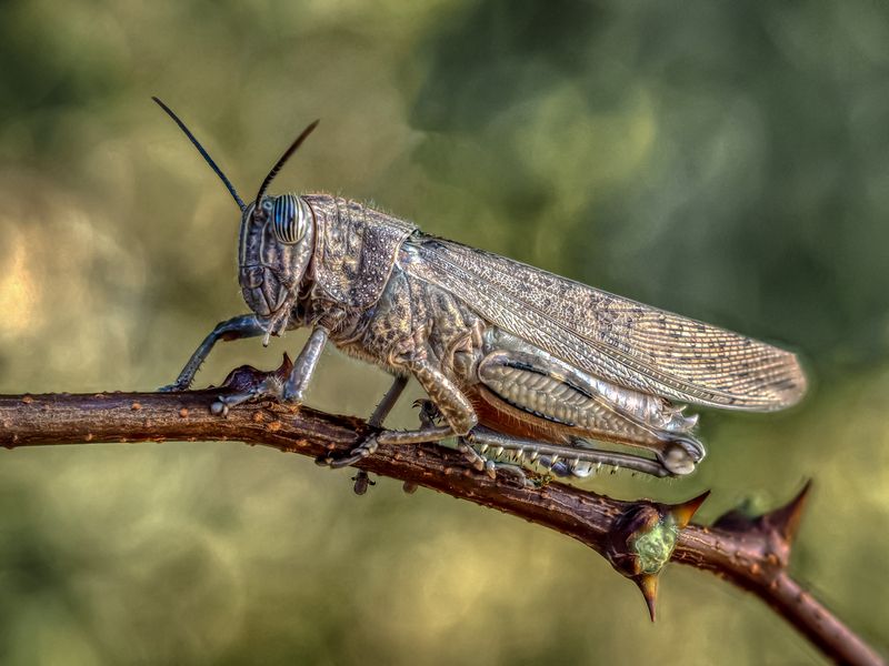 САРАНЧА. фото превью