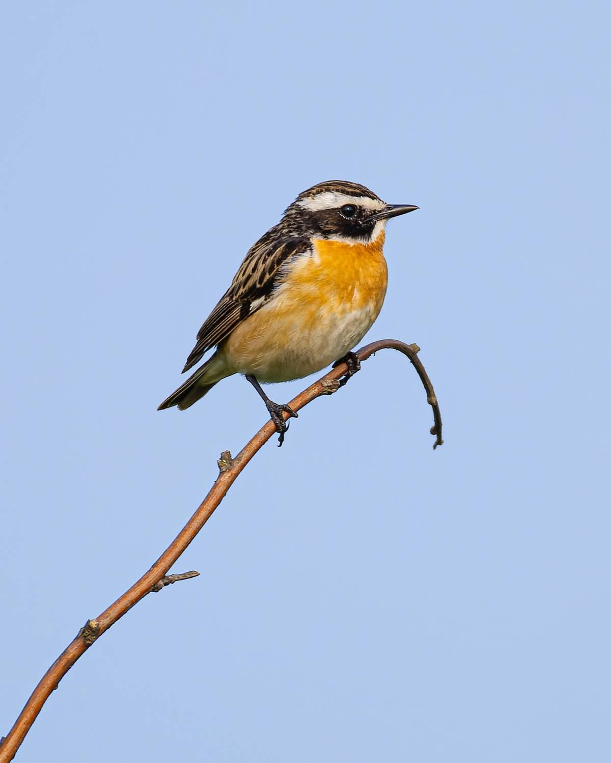 луговой чекан, чекан, птицы, Руслан Pl