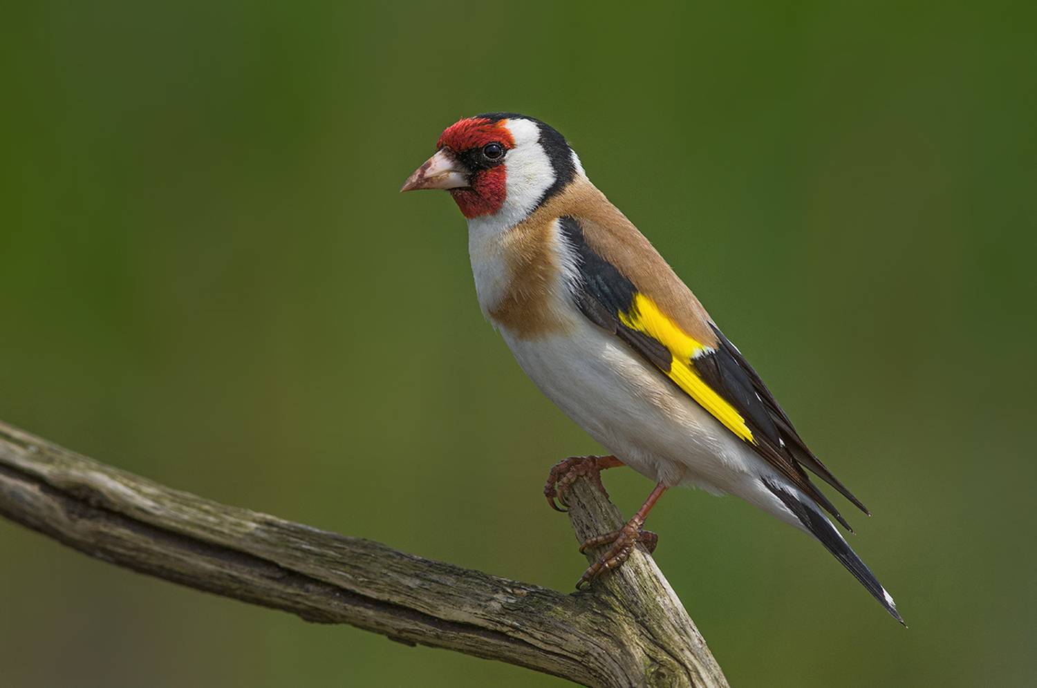 птица,щегол,июнь, Иван