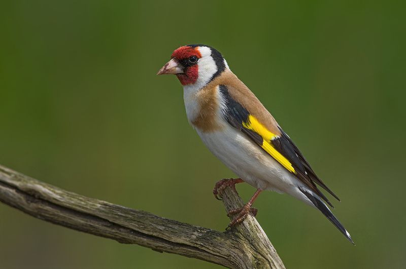 птица,щегол,июнь Щегол в июне фото превью