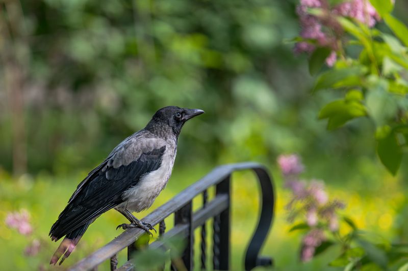 Этюд с воронёнком фото превью