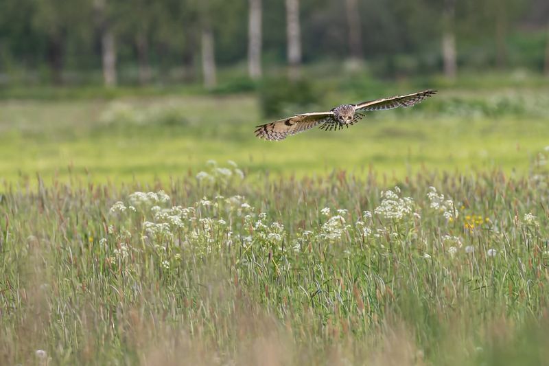болотная сова, охота, сова, птицы На охоте фото превью