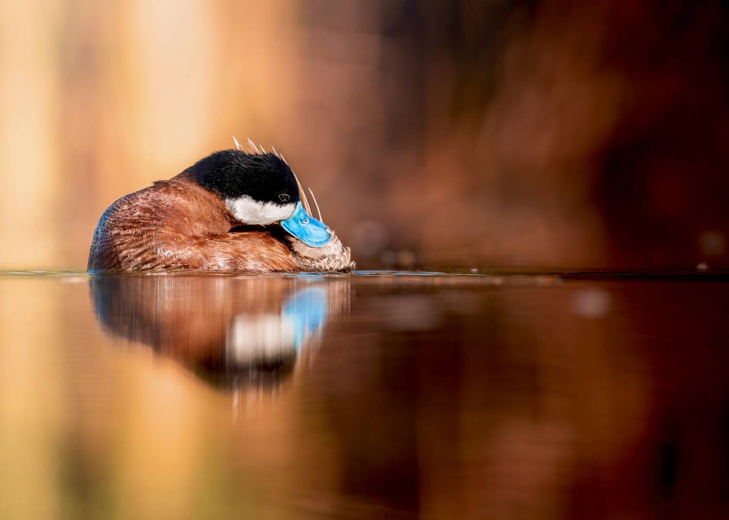 , Maikel Valle Clara