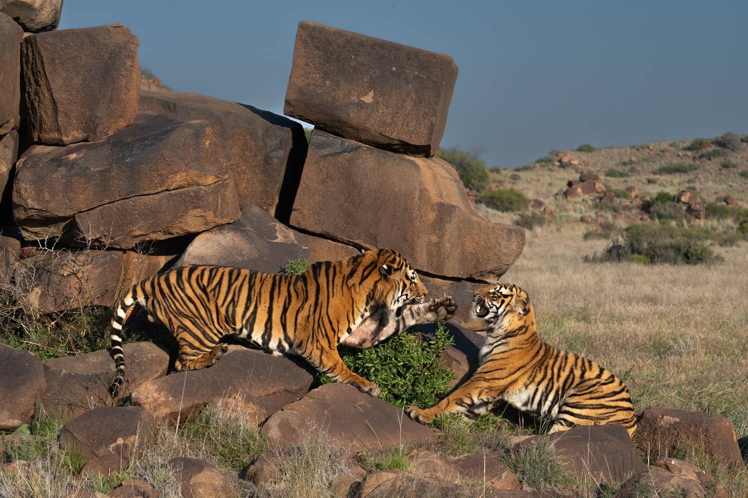 Бенгальский тигр, Африка, ЮАР, Сулоев Алексей