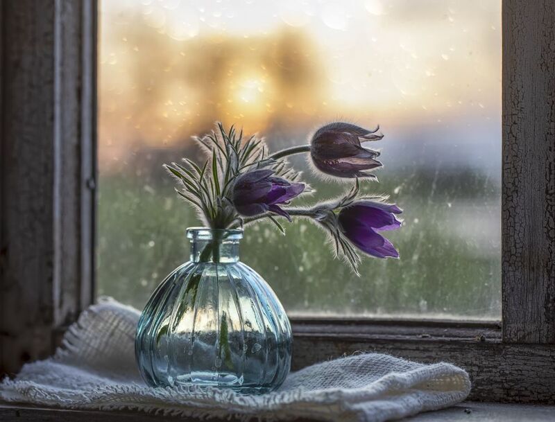 окно, закат,  сон-трава, прострел На закате дня... фото превью