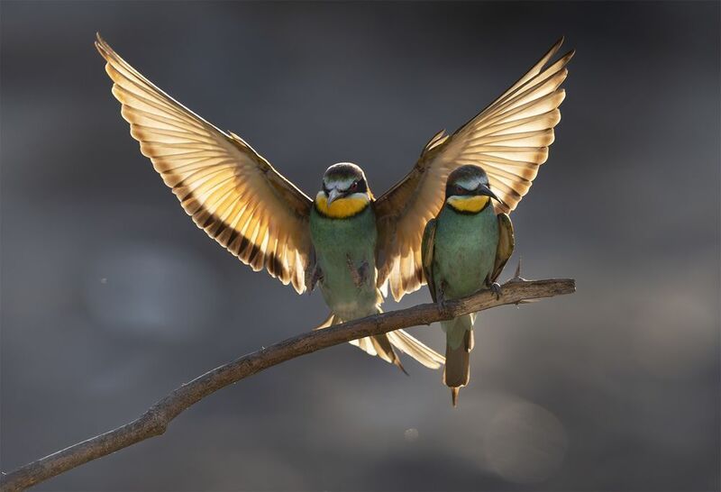 *** фото превью