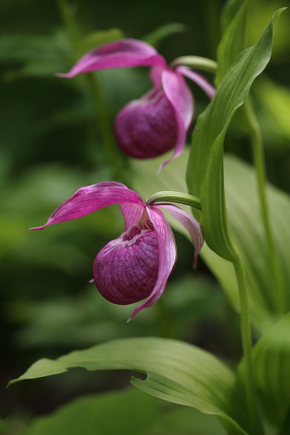 башмачок крупноцветковый владивосток  остров русский, Евгений Слободской
