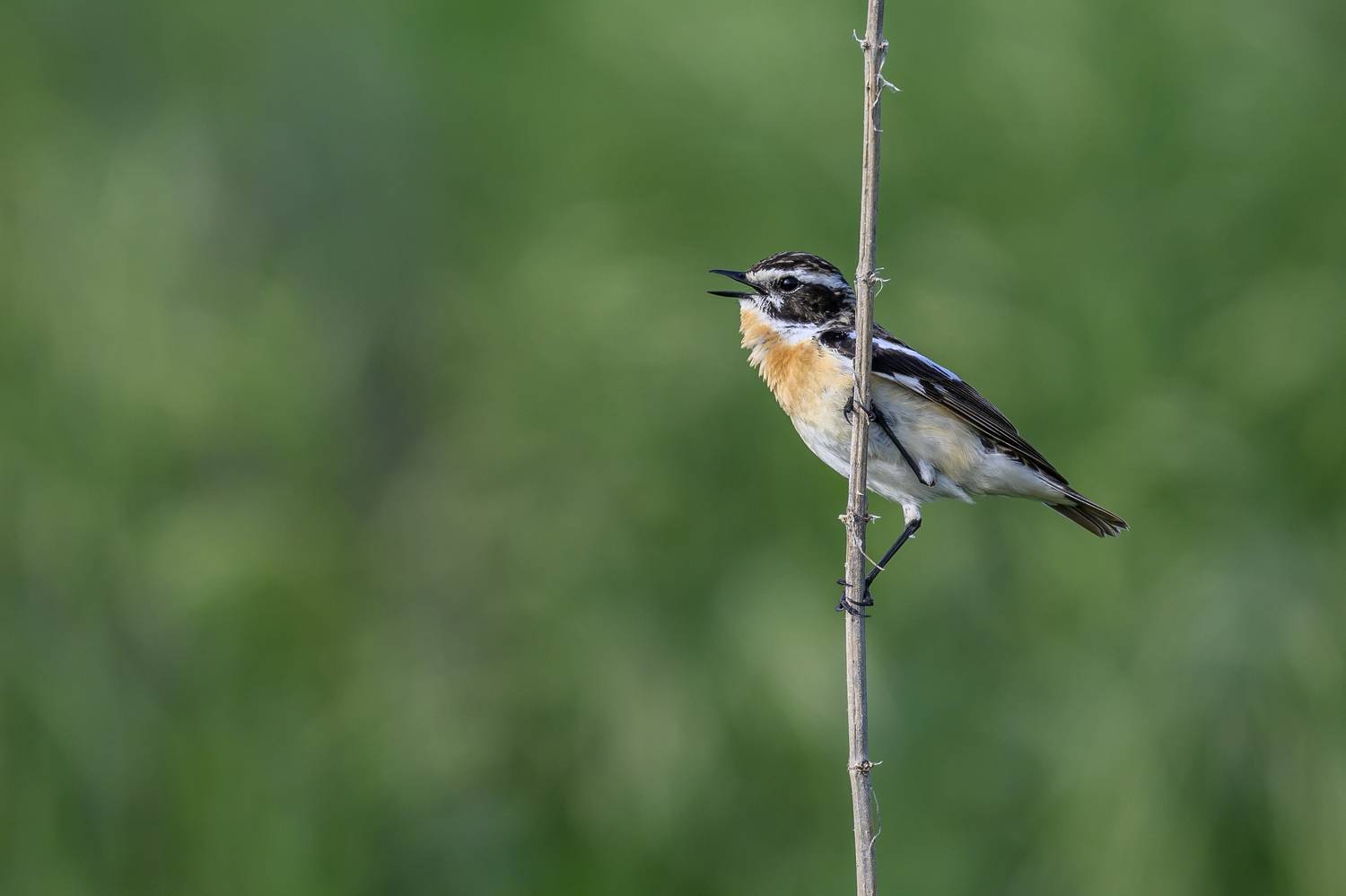 , Пупонин Сергей